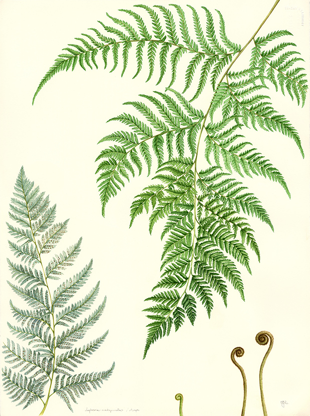 figura 10